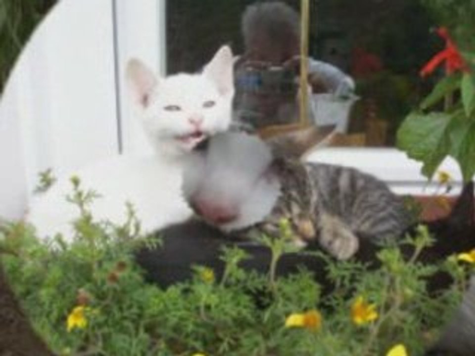 Mes chat suga babes