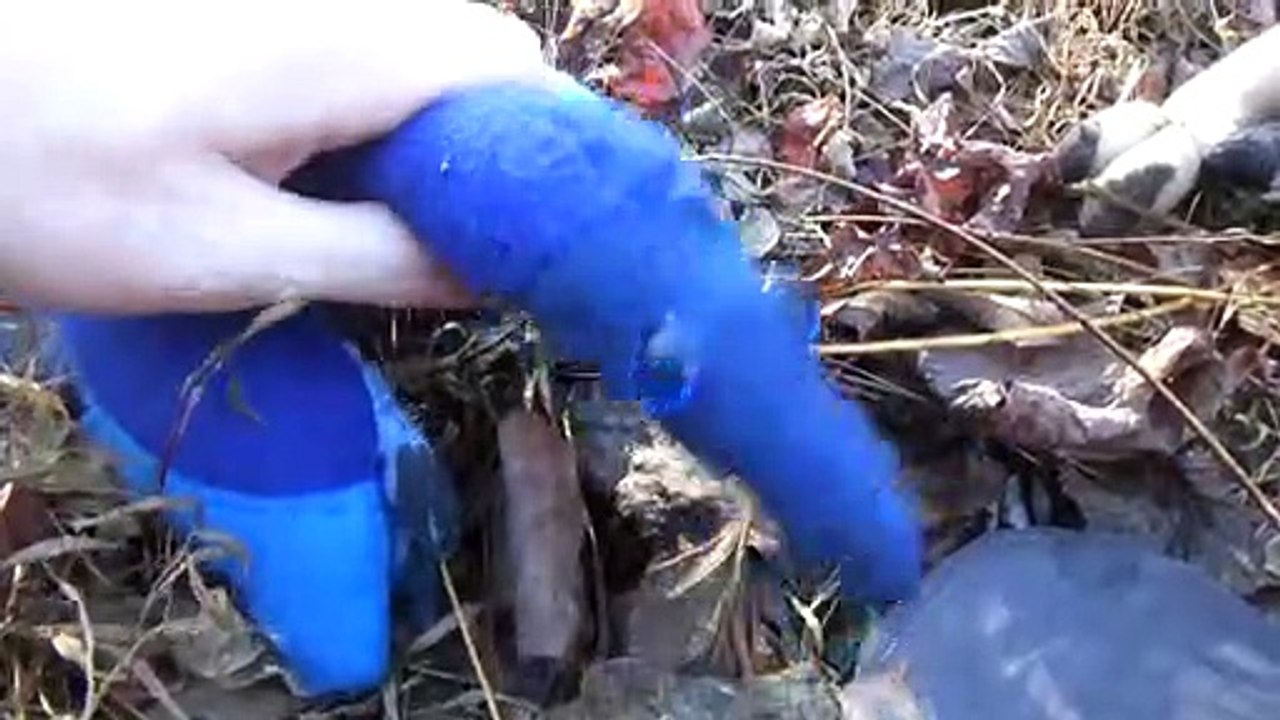 Raptorial Rabbit