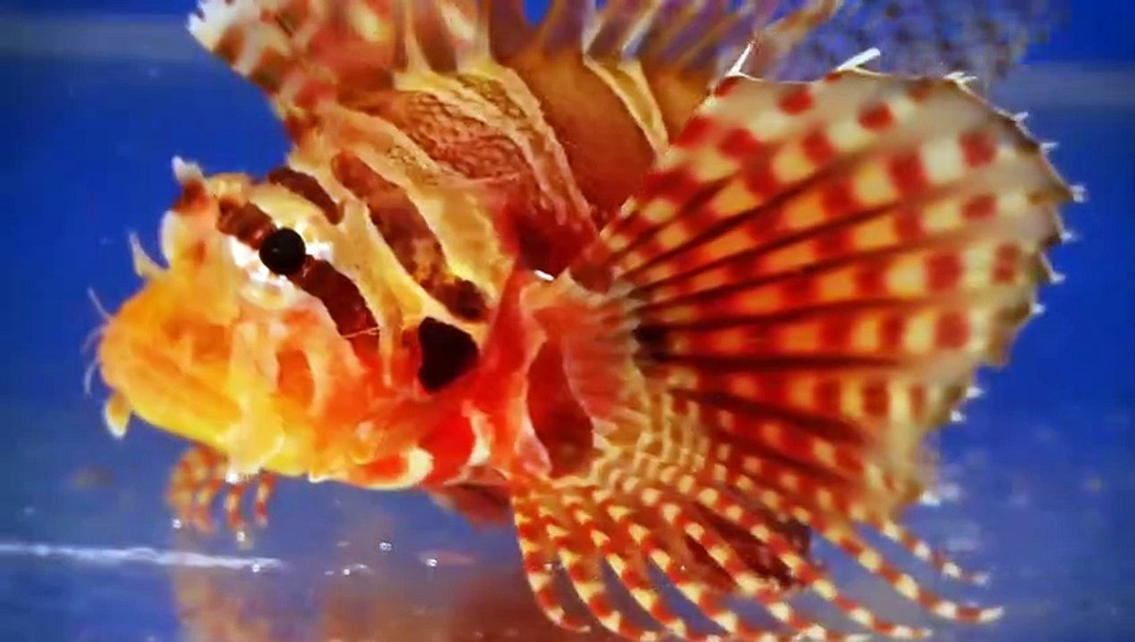 World's Cutest Animals - Se1 - Ep06 - Happy Feet HD Watch HD Deutsch