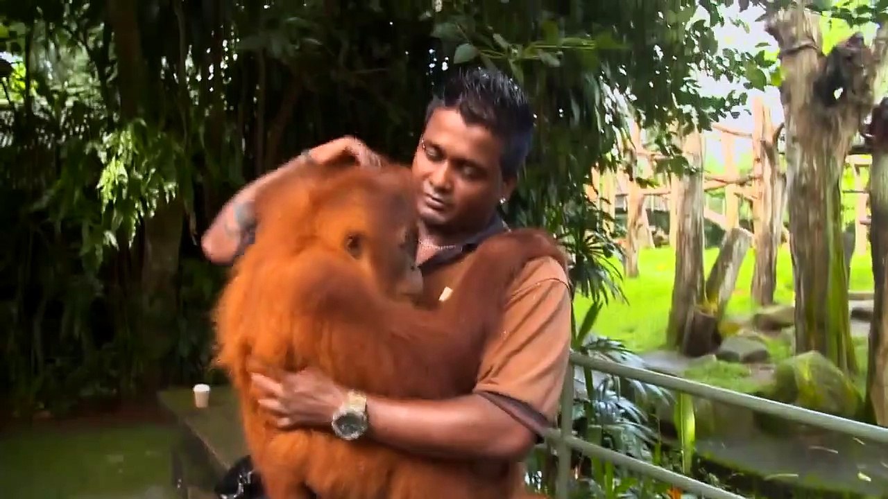 World's Cutest Animals - Se1 - Ep04 - Small $$ Tall HD Watch HD Deutsch