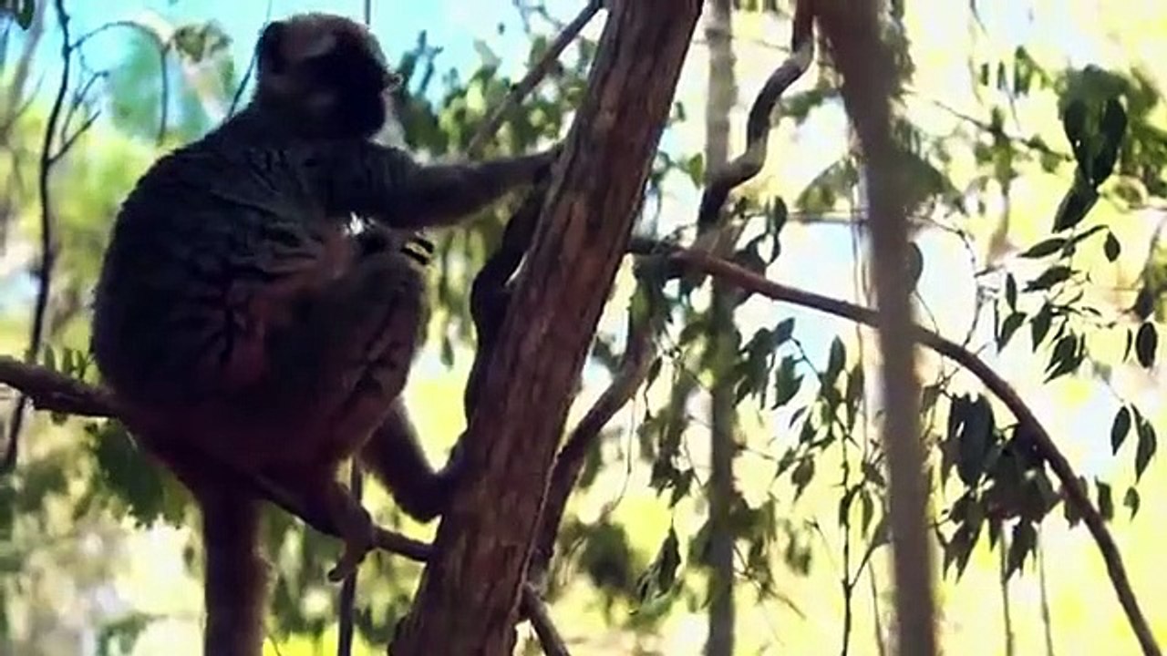 Extinct or Alive - Se2 - Ep05 - Madagascar Dwarf Hippo HD Watch HD Deutsch