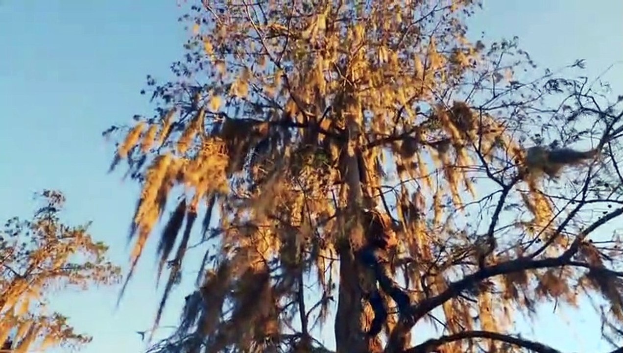 Extinct or Alive - Se2 - Ep08 HD Watch HD Deutsch