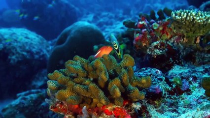 Extinct or Alive - Se2 - Ep0 - The Pondicherry Shark HD Watch HD Deutsch