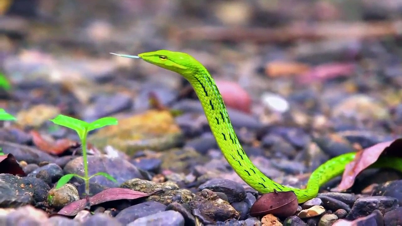 Extinct or Alive - Se2 - Ep09 HD Watch HD Deutsch