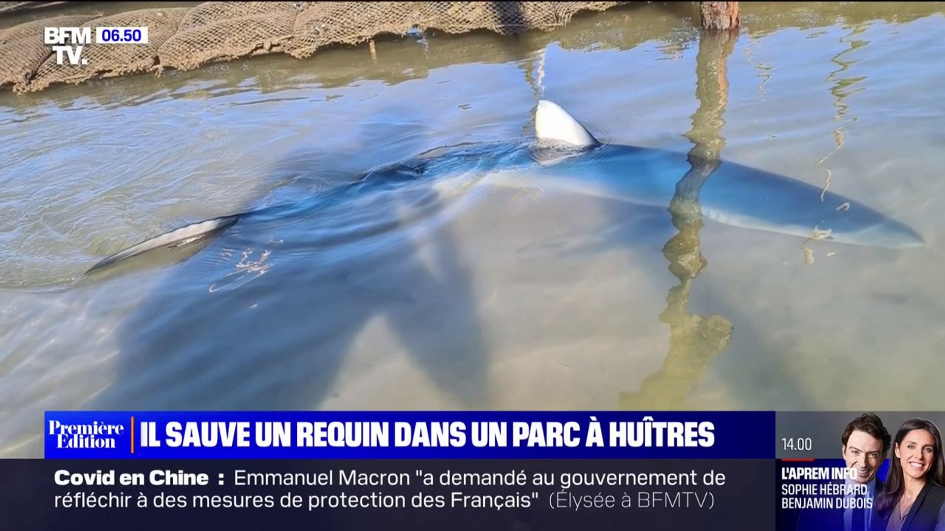 Un ostréiculteur sauve un requin bleu de plus de deux mètres dans le bassin  d'Arcachon - Vidéo Dailymotion