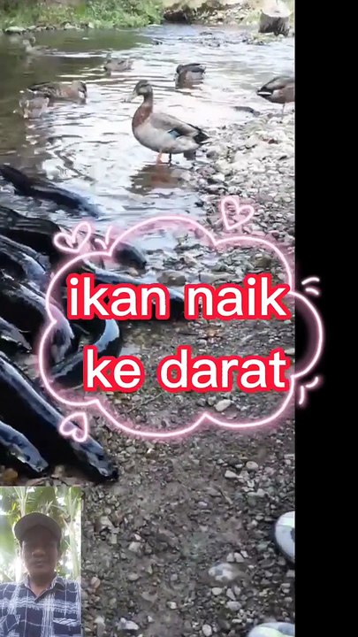 Ikan naik kedatat