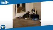 L'hilarante réaction de ce chien face à deux chats qui se disputent