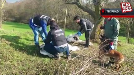 Tekirdağ'da bir köye yapılan operasyonda çok sayıda esrar yakalandı