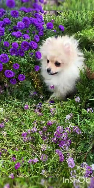 dog dance, dog dance video, dog dance song, dog dance meme, dog dance funny, dog dance kala chashma, dog dance cartoon, dog dance funny video, dog dance status, dog dance shorts  trending short video, trending short video song, trending short video editi