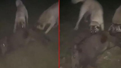 Koyunu gece vakti paramparça eden hayvanın feci sonu! Video tüyler ürpertiyor