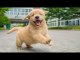 Funniest  Cutest Golden Retriever Puppies #5