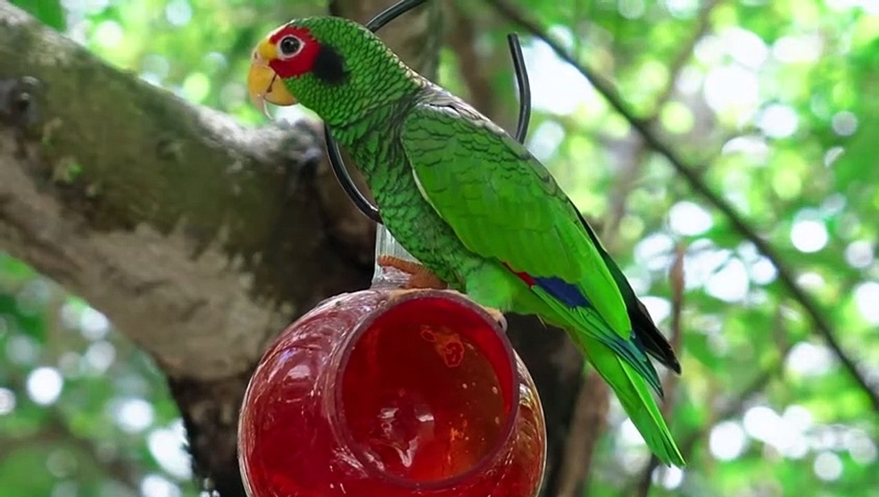 Birds Special Collection