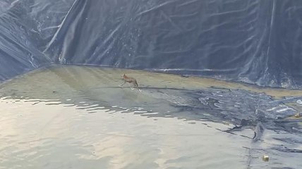 Sulama havuzuna düşen çakal kurtarıldı