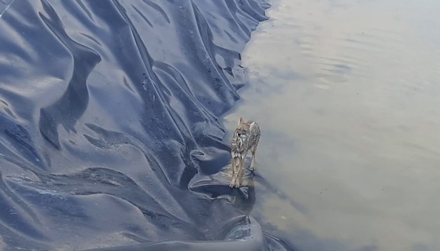 Sulama havuzuna düşen çakal kurtarıldı