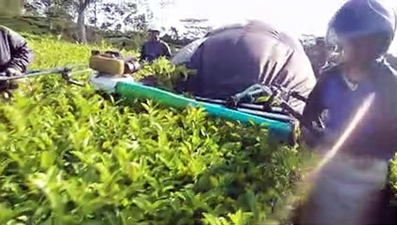 Petik Teh Jendang Selektif - Kebun Teh Pagaralam