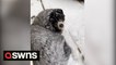 Funny moment cold-loving dog insisted on staying outside in -40 degree temperatures during Chicago snowstorm