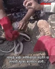 माश्याच्या जाळ्यात अडकले 20 साप;मच्छीमाराची उडाली भंबेरी