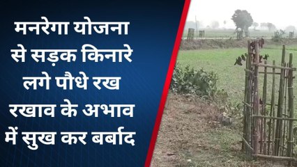 कटिहार: लाखों खर्च के बावजूद ना हरियाली मिली न लगाए गए पौधों को जीवन, देखें मनरेगा का हाल