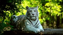 Tiger Free Stock Footage Video | Tiger Stock Footage Royalty Free No Copyright | Romance Post BD
