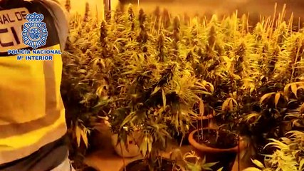 Tres detenidos en Alcalá de Henares por cultivar 250 plantas de marihuana 