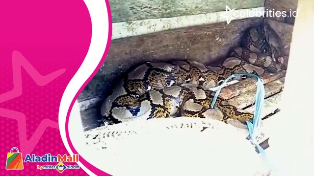 Warga Geger Pergoki Ular Piton Sepanjang 2 Meter Makan Hewan Peliharaan