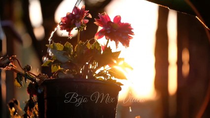 Forever young bejo remix video rawi beat