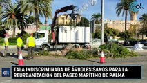 Tala indiscriminada de árboles sanos para la reurbanización del Paseo Marítimo de Palma