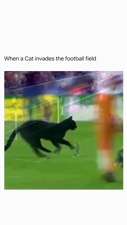 miaow