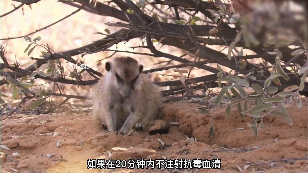 The highly poisonous cobra bit the mongoose's eyes, and the venom has entered the mongoose's heart. Can the mongoose survive the cobra's venom?
