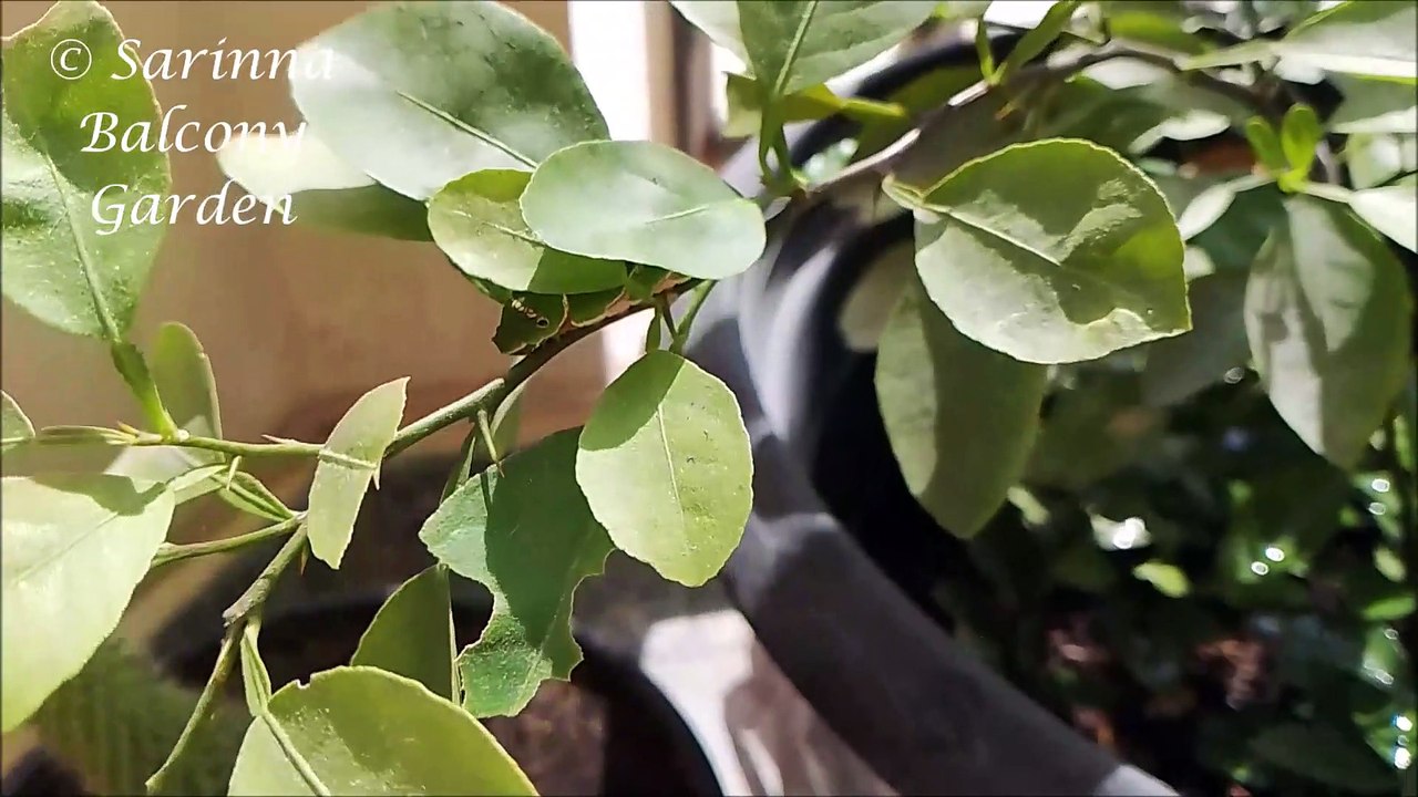 An alien on my lemon tree
