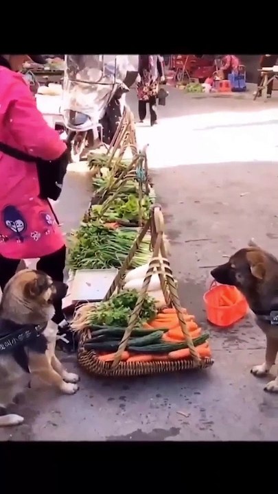 Smart Dog