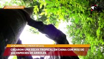 Crearon una selva tropical en China con más de 300 especies de árboles