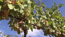 Comisión Europea ya estudia el expediente de la nueva DO de vino 'Campo de Calatrava'