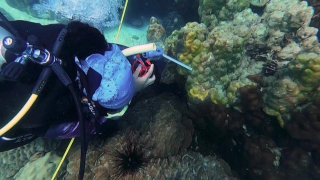 Thaïlande : les scientifiques démunis face à une nouvelle maladie tuant le corail