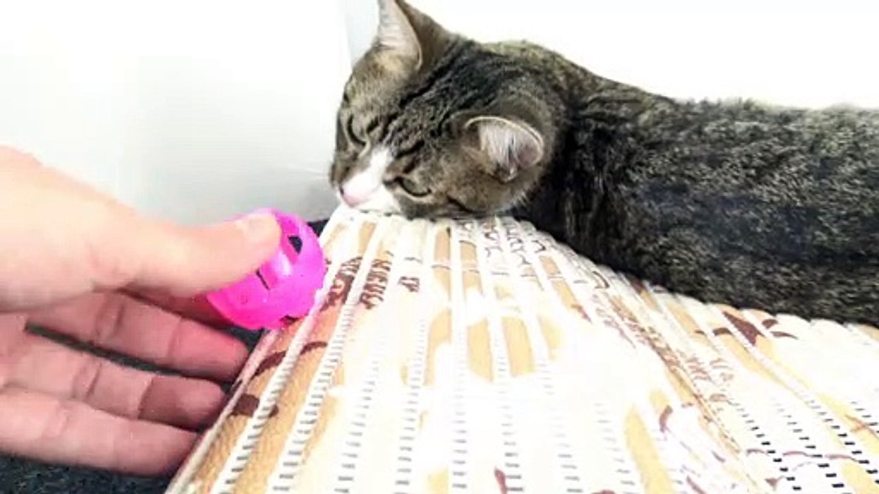 An Adorable Little Cat