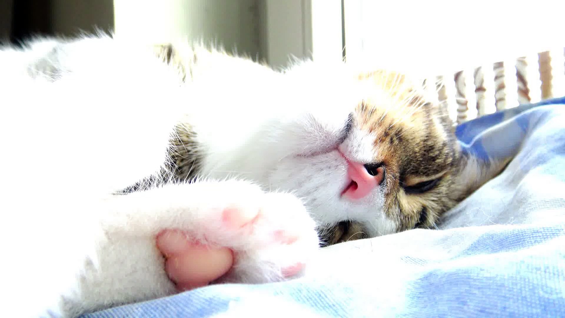 ⁣Kitten Wants Pets