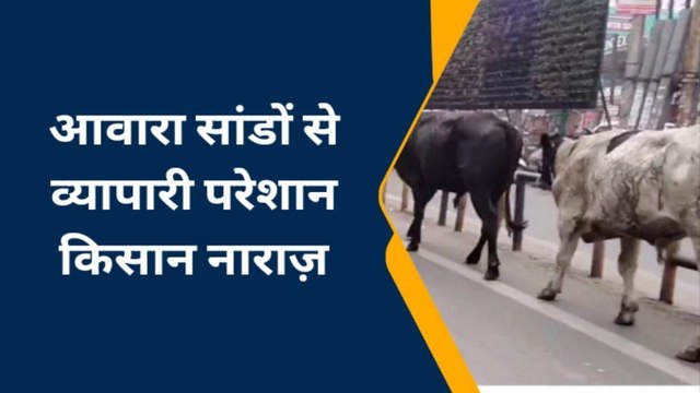 आवारा पशुओं से लोग परेशान, देखिये क्या बोली मुजफ्फरनगर की जनता