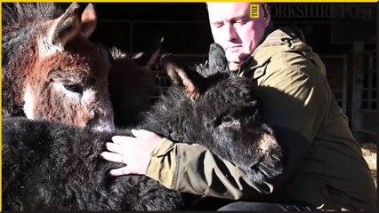 Cannon Hall Farm baby donkeys