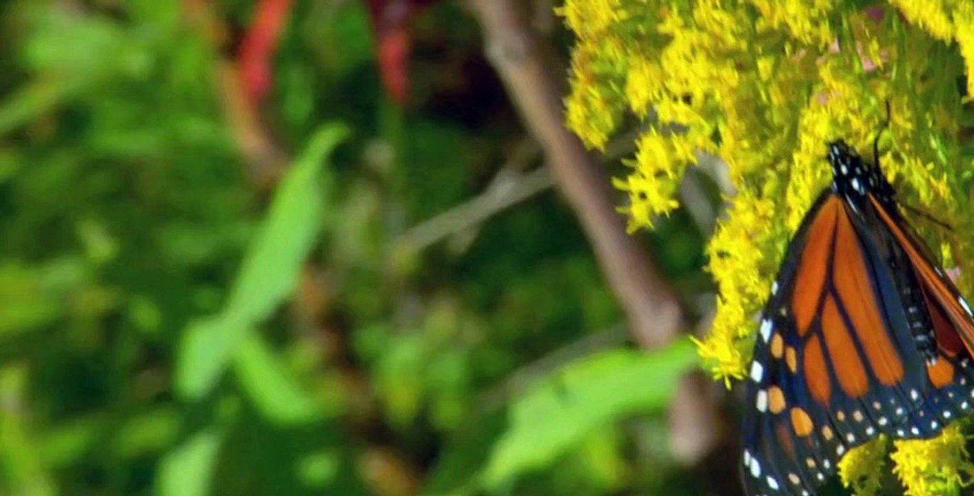 Wild Kratts S01 E09