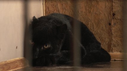 Kiara, une panthère noire venue d'Ukraine, trouve la sécurité dans un refuge pour animaux sauvages en France