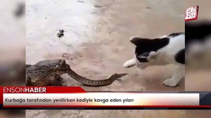 Kurbağa tarafından yenilirken kediyle kavga eden yılan