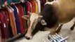Bull in a china shop: Cow roaming through store shocks shoppers in India