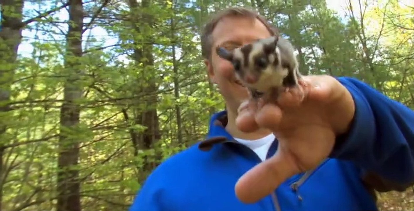 Wild Kratts S01 E14
