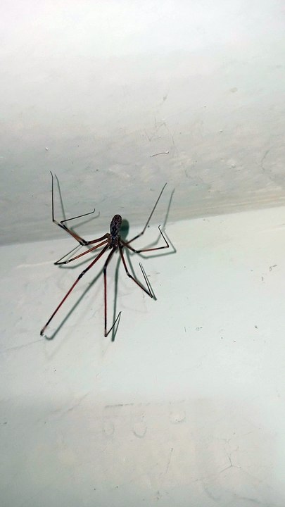 Un par de arañas patonas viven en el baño y forman una familia de insectos animales y mascotas