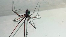 Un par de arañas patonas viven en el baño y forman una familia de insectos animales y mascotas