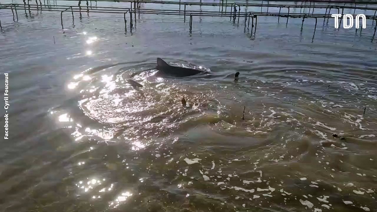 Un ostréiculteur sauve un requin coincé dans 15 cm d'eau
