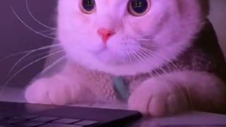 Collection of Funny Cat Videos.