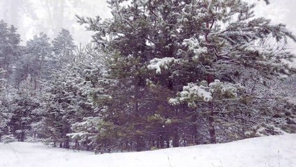 The First Noel | Instrumental Christmas Music With Peaceful Winter Ambience