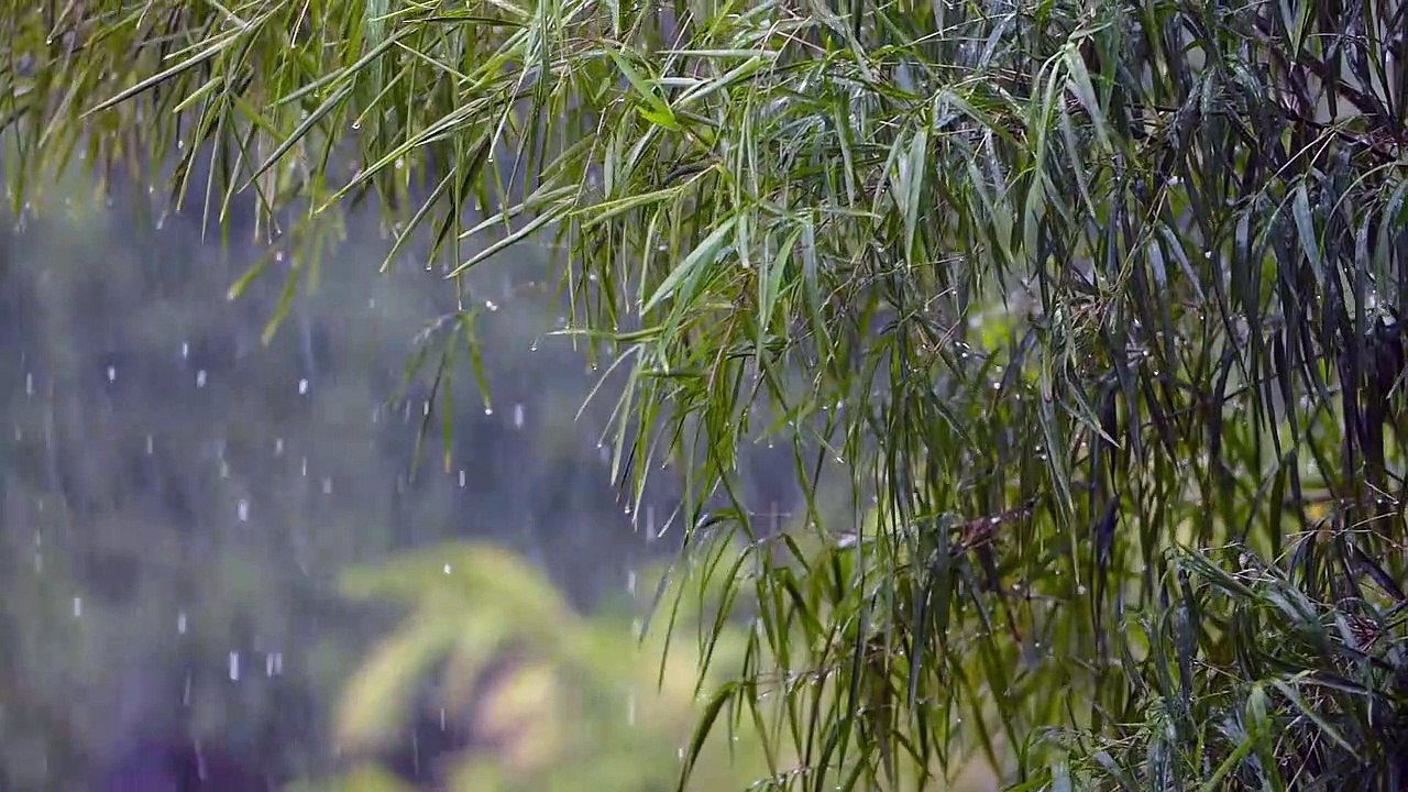 Doğa Yağmur ve Kuş Sesleri