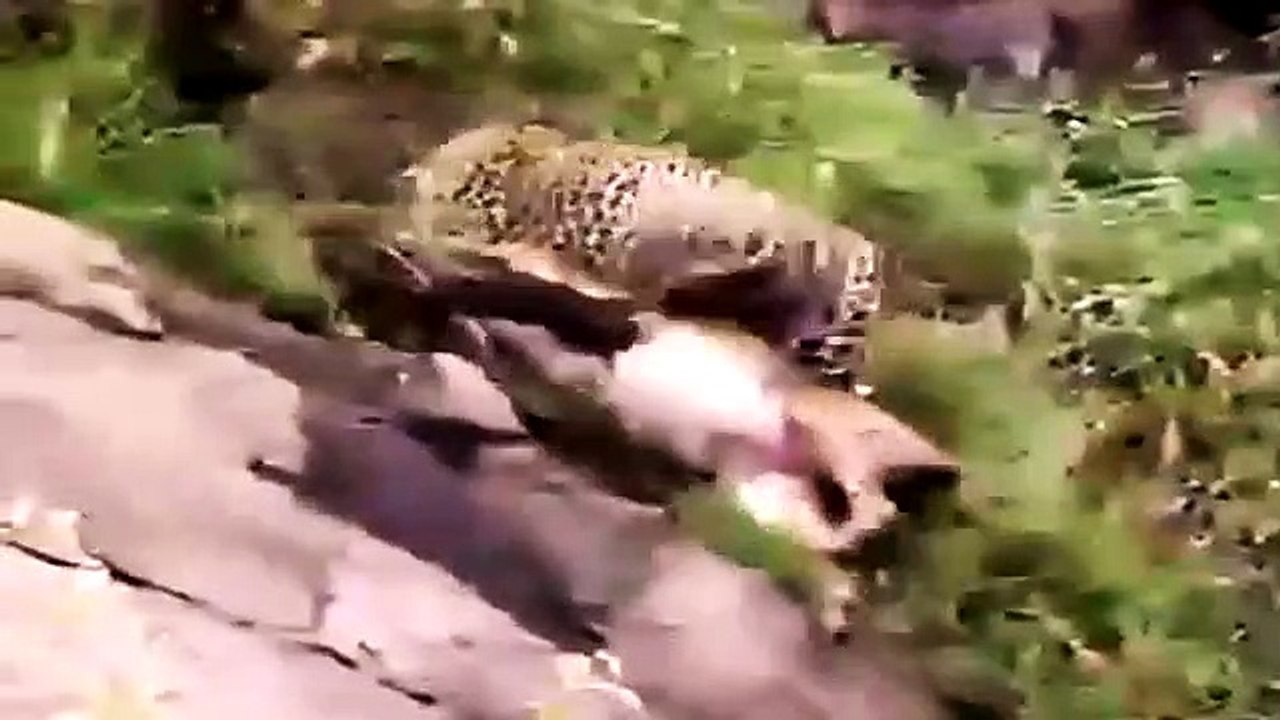 Big Cat Diary - Se1 - Ep03 HD Watch